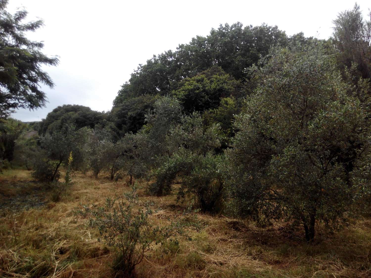 Venta de maravillosa masia en Santa Maria de Palautordera