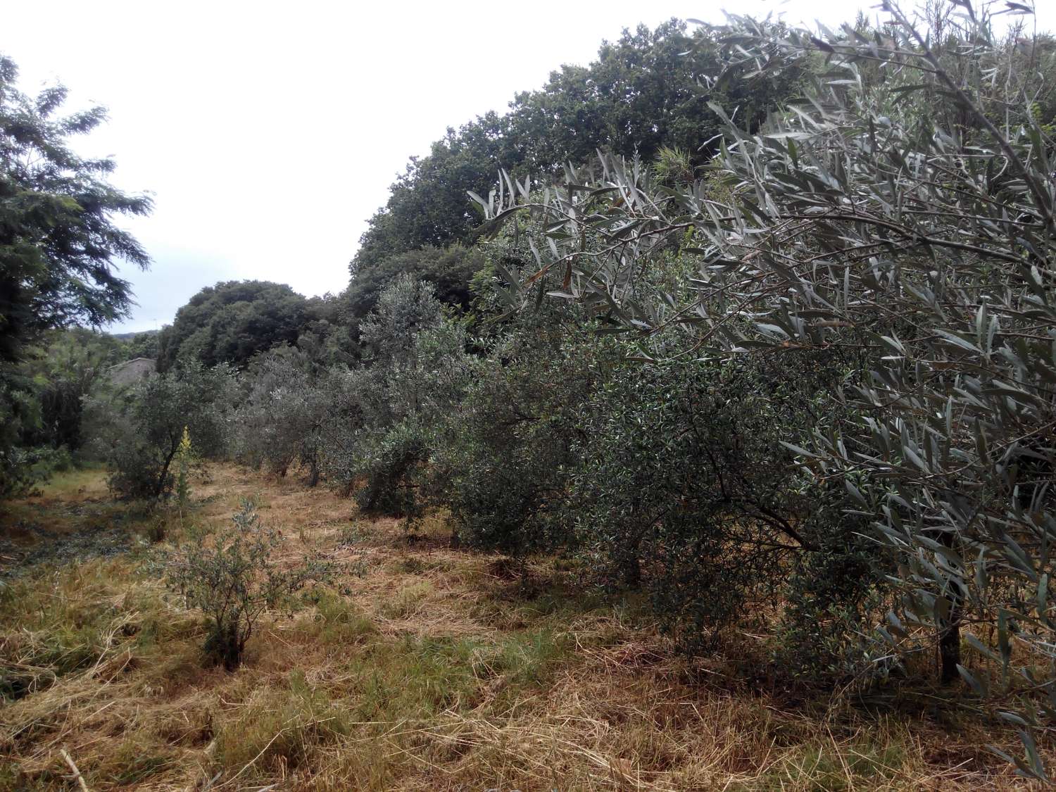 Venta de maravillosa masia en Santa Maria de Palautordera